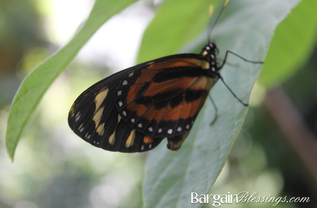 butterfly-pavilion-butterfly