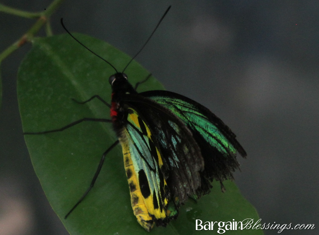 butterfly-pavilion-colors