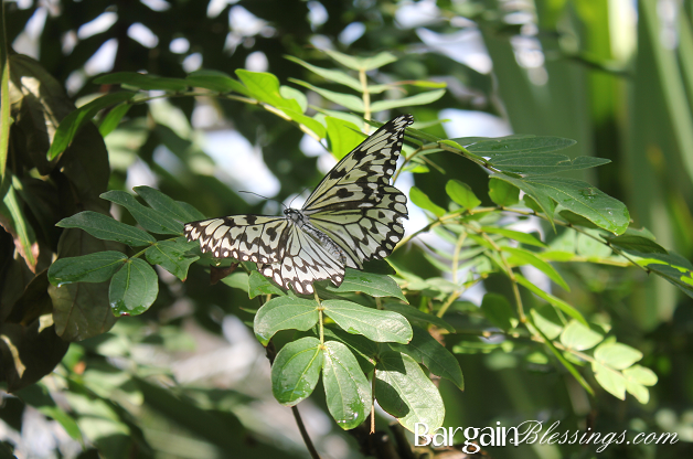 butterfly-pavilion-event