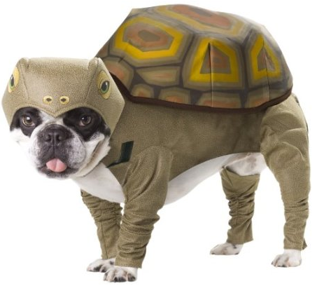 dog-tortoise-costume