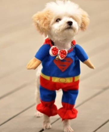 superman-dog-custume