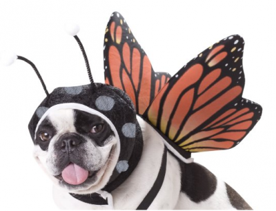 butterfly-dog-costumes