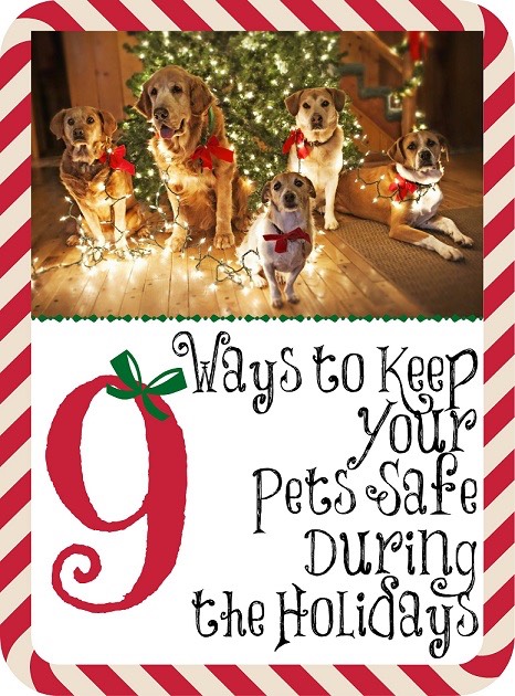 9 Ways to Keep Your Pets Safe During the Holidays